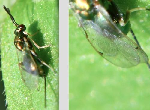Torymus sp.